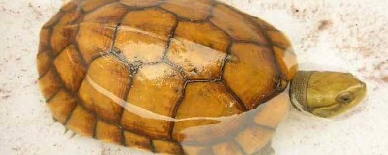 金钱龟种苗的价格和具体饲养方法，需将幼龟成龟与亲龟进行分池饲养