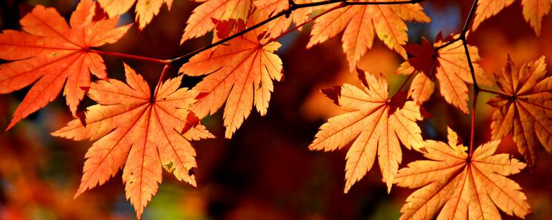 枫树的物种介绍，及其在全国各地的分布