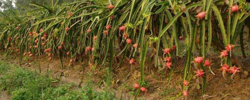 火龙果种苗的具体价格是多少，关于产地分布与常见品种的详细介绍