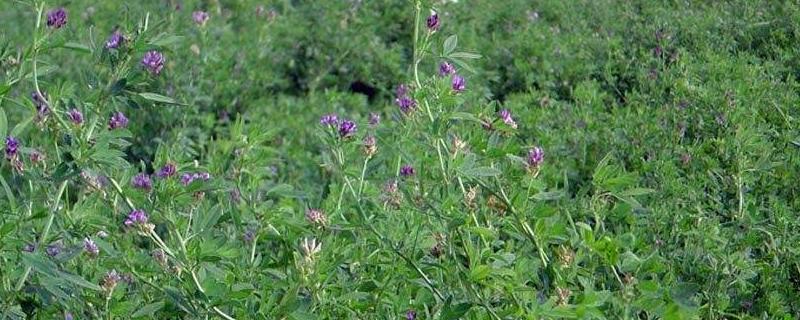 适合在家里养羊的优质牧草具体有哪些种类