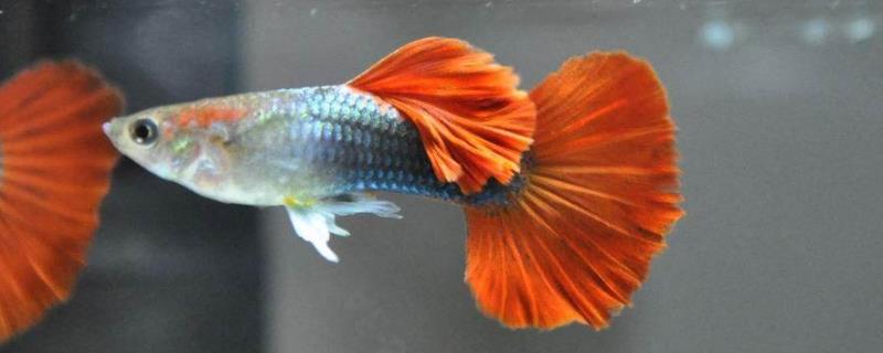 凤尾鱼的具体养殖技术，它对水温的要求非常高，以各种饲料喂养为主