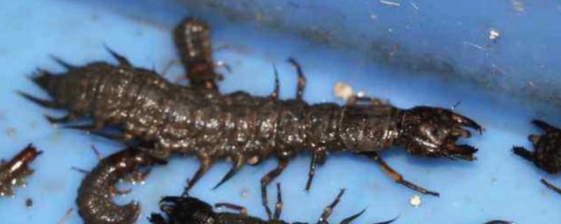 爬沙虫的养殖条件是什么，必须根据体型大小来进行分群并严格控制密度