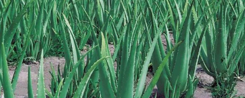 多叶芦荟现在大概多少钱一盆，另外关于多叶芦荟的生长习性以及详细繁殖方法