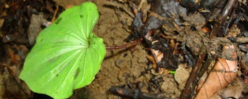 现在的青天葵具体卖到多少钱一斤，关于青天葵的详细功效以及主要的食用禁忌有哪些