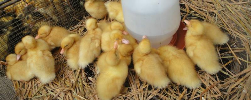 小鸭子的喂养方法有哪些，同时附上小鸭子的具体放养方法