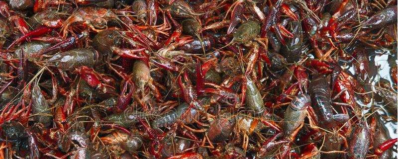 龙虾一亩田大约有多少利润，详细附上龙虾养殖失败的各种原因