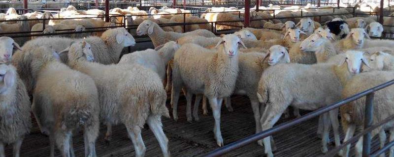 纯种小尾寒羊目前的市场价格是多少钱一只，以及纯种小尾寒羊的详细鉴别方法有哪些