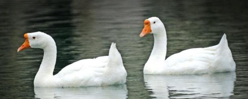 鹅容易得哪些常见的疾病，针对不同的疾病需要采用完全不同的防治方法