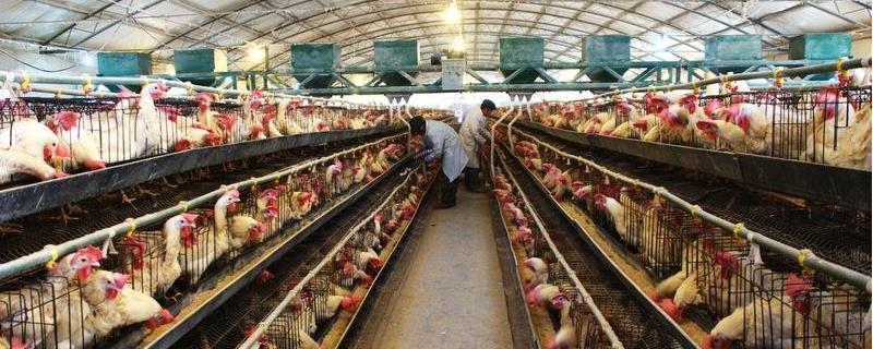 养鸡场的建设具体有哪些要求，养鸡场为什么一定要远离居民生活区