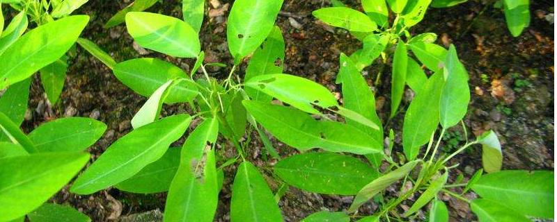 跳舞草为什么能够随音乐跳舞，关于跳舞草的价值有哪些