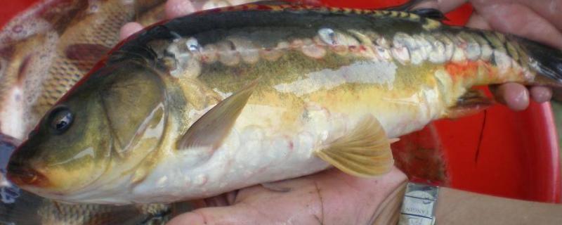 德国镜鲤目前市场价格多少钱一斤，详细介绍德国镜鲤与松浦镜鲤以及散鳞镜鲤的区别