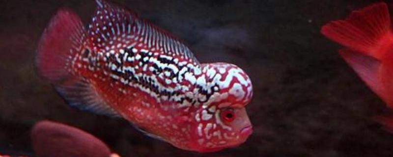 罗汉鱼平时吃什么食物，为大家分别介绍一下罗汉鱼的饵料种类有哪些