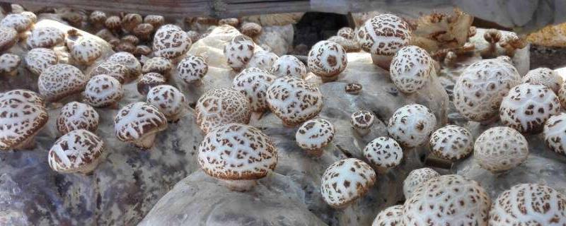 花菇的市场价钱是多少，包含花菇的产地与功效以及详细选购技巧