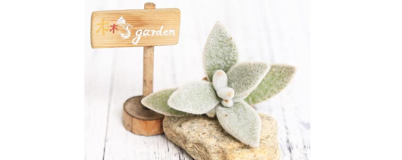 福兔耳日常应该怎么养护，具体的繁殖方法有哪些呢