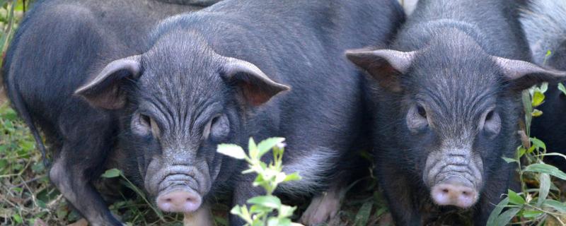藏香猪养殖技术包括哪些，在丘陵地区能否进行户外放养呢