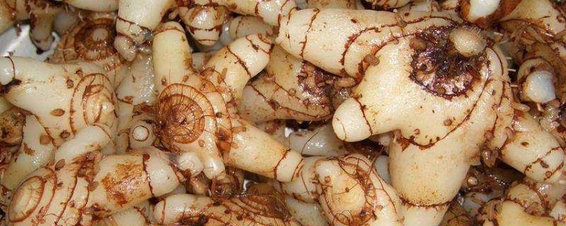 白芨种苗的市场价格是多少，附上白芨的详细育苗方法有哪些