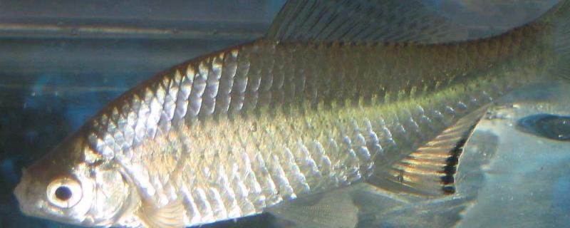 在农村养鱼有哪些注意事项，必须要考虑大鱼会不会吃小鱼等各种问题