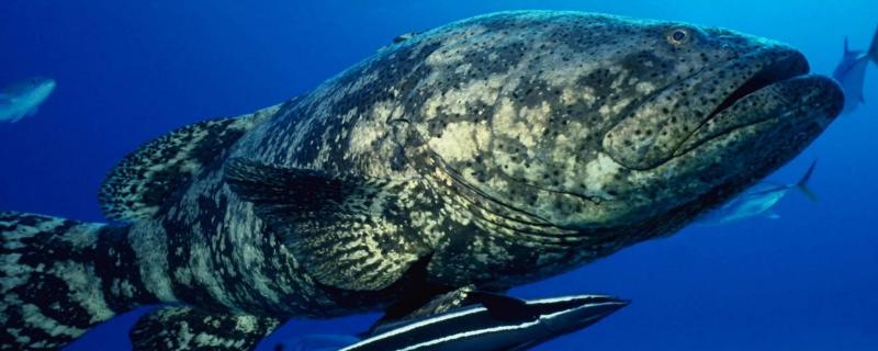 野生石斑鱼的市场价格一般是多少，并详细介绍不同野生石斑鱼的种类