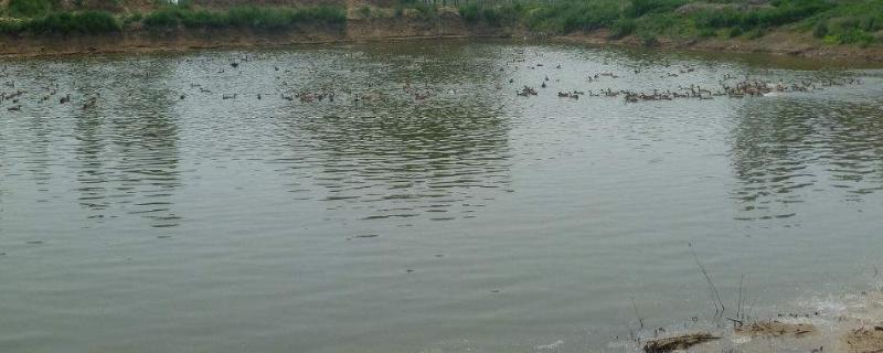 鱼塘要用什么方式进行消毒和杀菌，附带详细的日常管理注意事项