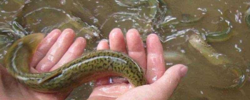 养泥鳅大概需要投资多少钱，它的市场前景详细分析如何