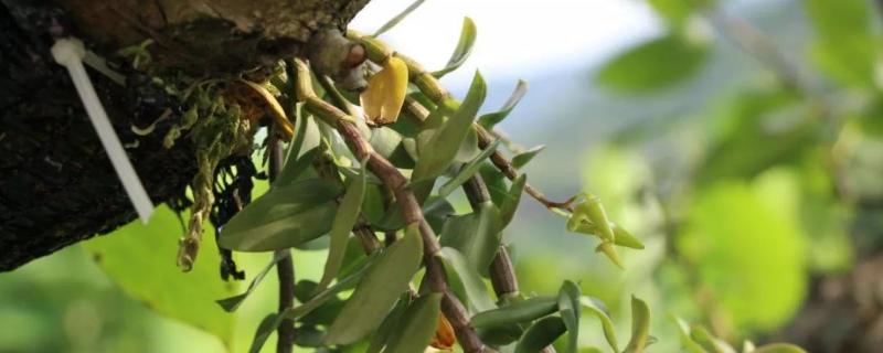 铁皮石斛的科学种植技术有哪些，既可以树栽也可以石栽以及腐殖土栽培