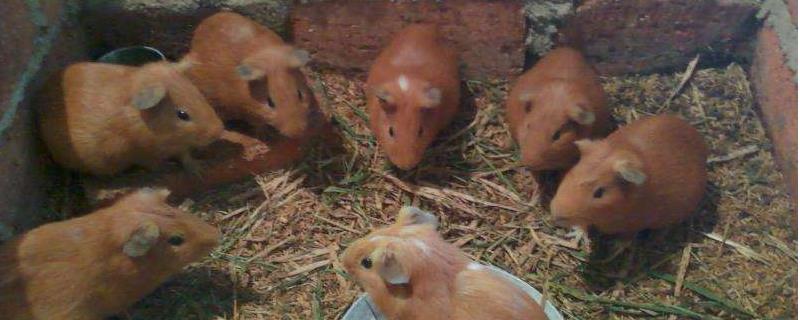 黄豚养殖技术有哪些要点，选种过程通常比较关键