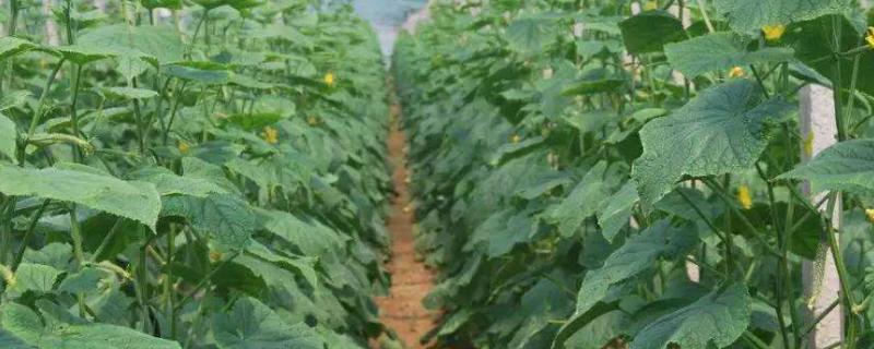 春大棚黄瓜的具体种植技术，请务必多加注意定植密度是多少