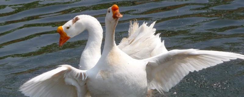 雏鹅互相啄毛的原因有哪些，养殖户该如何有效控制呢