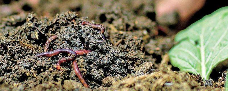 红蚯蚓的养殖技术有哪些，在养殖过程中需要注意如何预防天敌