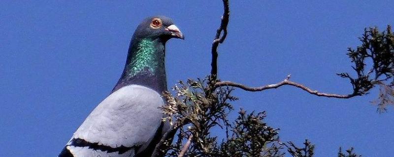 信鸽养殖技术与管理方法有哪些，一定要注意鸽舍内部的卫生情况