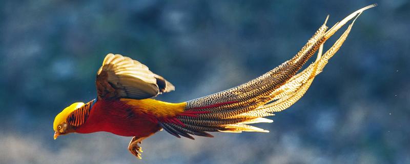 红腹锦鸡的科学养殖技术有哪些，生长一年以后需要将公鸡和母鸡分开进行饲养