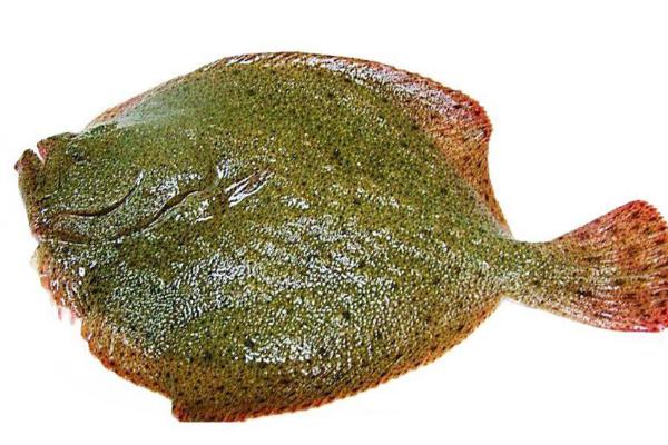 多宝鱼养殖过程中有哪些注意事项，在高温时节里容易暴发哪些常见疾病