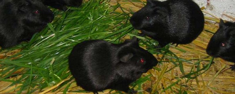 黑豚养殖技术有哪些，在养殖之前对养殖场进行全面彻底消毒