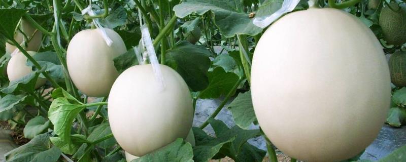 如何掌握甜瓜种植技术，怎样根据种植地的气候与土壤条件来选择更合适的种子