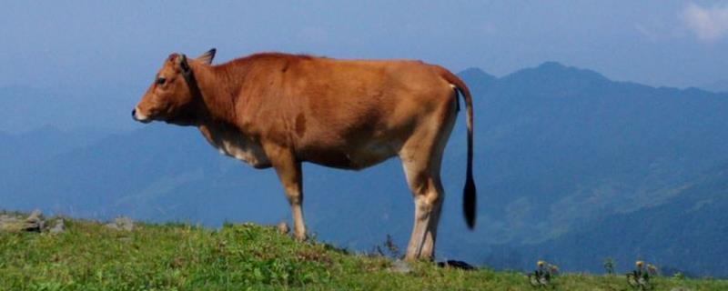 现代科学养牛技术，还要及时做好驱虫与防病的工作