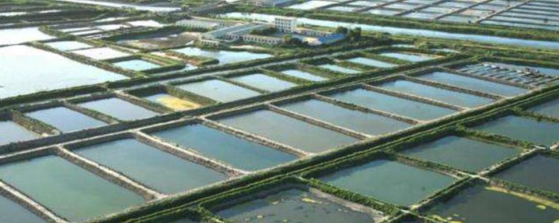 水产养殖中存在哪些风险分析，面对不同的潜在风险该如何寻找不同的解决方案