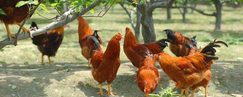 散养鸡感冒了吃什么药比较好，以及如何预防这种病症发生