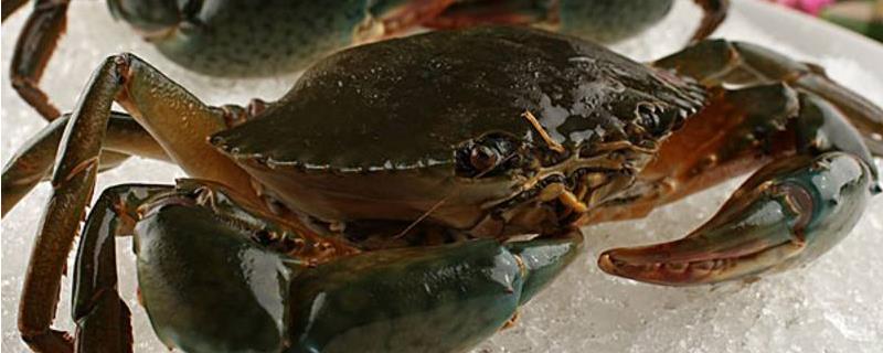 锯缘青蟹现在市场价格多少钱一斤，锯缘青蟹含有的营养价值有哪些