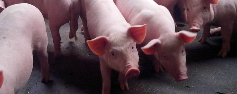 现在的仔猪具体是多少钱一只，应该如何进行育肥呢