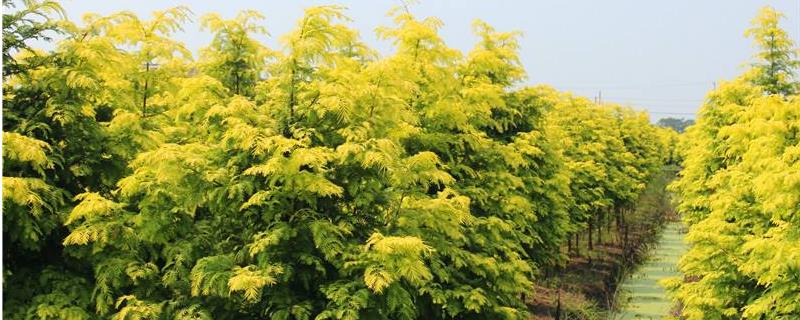 如何掌握金叶水杉的栽培技术，怎样选择优质水杉苗来作为砧木