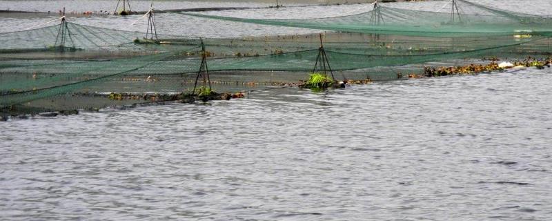 网箱养鱼的优势有哪些，它的劣势和不足又分别是什么