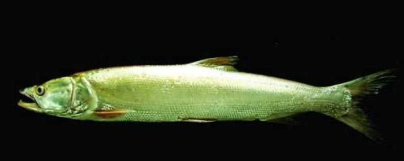 鳡鱼现在的市场价格是多少钱一斤，它有哪些营养价值和具体的烹饪做法