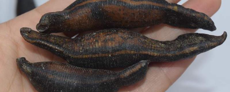 现在水蛭市场价格是多少钱一斤，影响其价格波动的具体因素有哪些