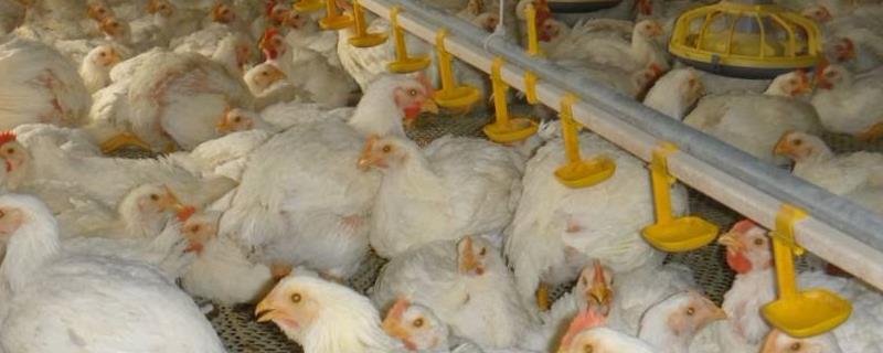 现在的肉鸡多少钱一斤呢，一只大概有多重，应该如何挑选