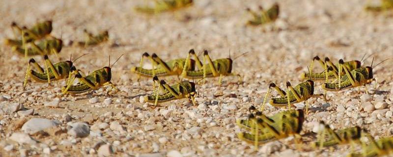 应当如何科学治理蝗灾，维持良好的自然生态环境能否有效减少蝗虫灾害