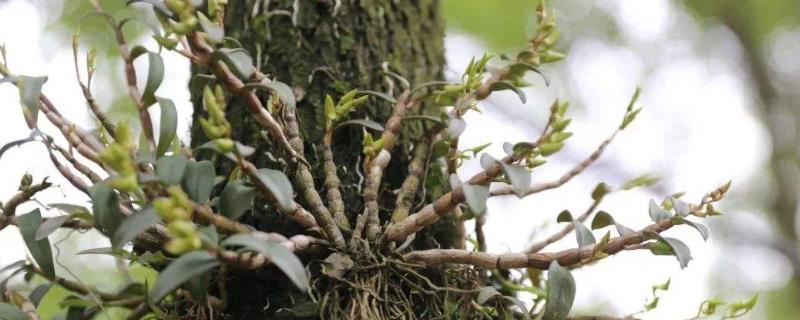 铁皮石斛现在多少钱一斤，具体影响其价格的到底有哪些因素