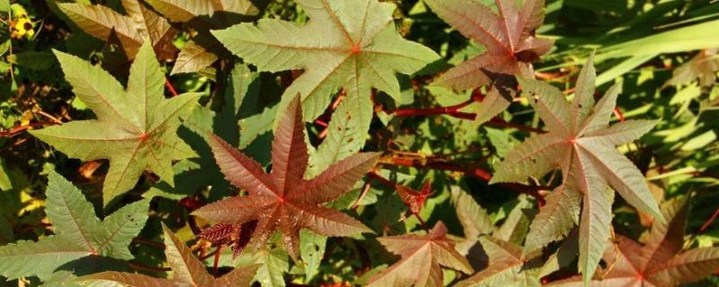 蓖麻油现在多少钱一斤，它具体有什么样的营养价值