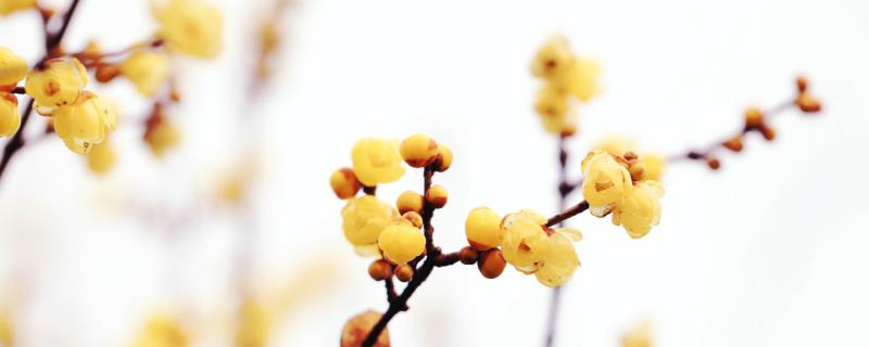 腊梅的详细种植方法以及播种时间，它是可以进行露地栽植或者盆栽养护的
