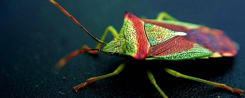 臭虫怎么才能消灭干净彻底，一般建议采用物理防治的办法