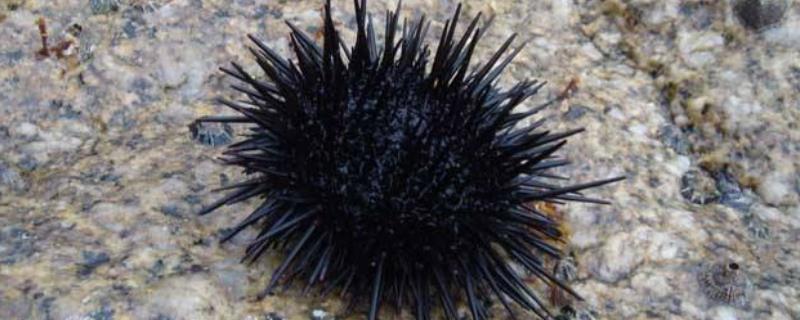 海胆目前的市场价格是多少钱一斤，买回来以后应该如何进行处理呢